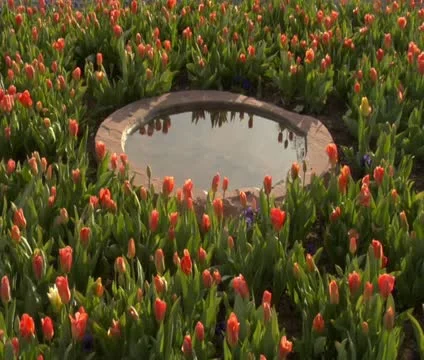 Timelapse of tulips in birdbath Stock Footage 21621223