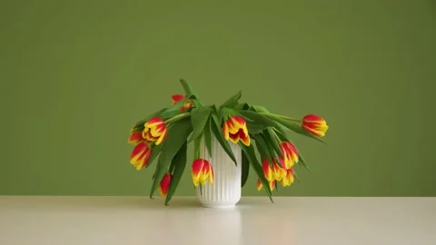 Timelapse - Tulips rising again Video stock 149651500