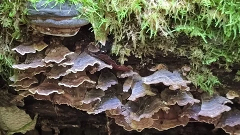 Timelapse of Turkey Tail  mushrooms growing on forest log amid verdant moss Stock Footage 317465014