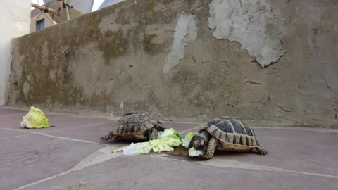 Timelapse turtle eating lettuce in a building roof Stock Footage 160759840