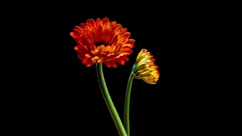 Timelapse of two gerbera flowers opening side by side, symbolizing... Stock Footage 340115931