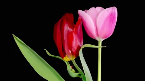 Timelapse of Two Pink Red Tulips Flowers Opening Stock Footage 239261844