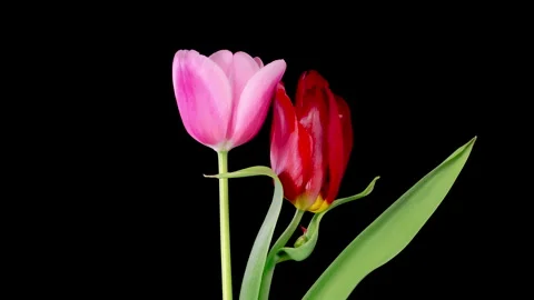 Timelapse of Two Pink Red Tulips Flowers Opening Stock Footage 240243892