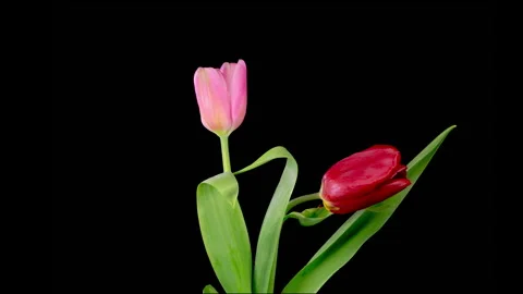 Timelapse of Two Pink Red Tulips Flowers Opening Stock Footage 256155430
