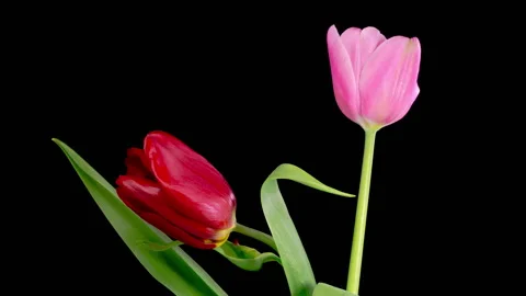 Timelapse of Two Pink Red Tulips Flowers Opening Stock Footage 257785449
