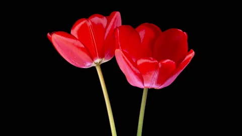 Timelapse of Two Red Tulips Flowers Opening Stock Footage 310611778