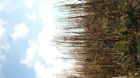 Timelapse of Unkept  Brush Stock-Footage 325206870