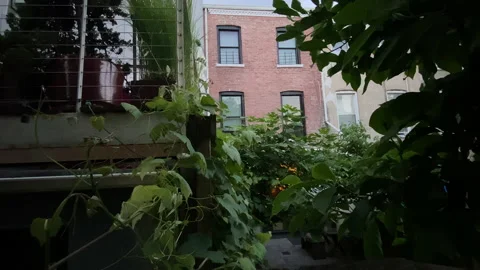 Timelapse of urban plants fluttering during day night transition in city Stock Footage 201263296