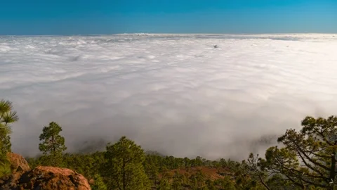 Timelapse of vast sea of clouds filling valley below rocky ledge and pine trees, Stock-Footage 335075729
