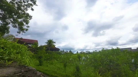 Timelapse of a vegetable garden with rice fields and Balinese traditional house Stock Footage 237851982