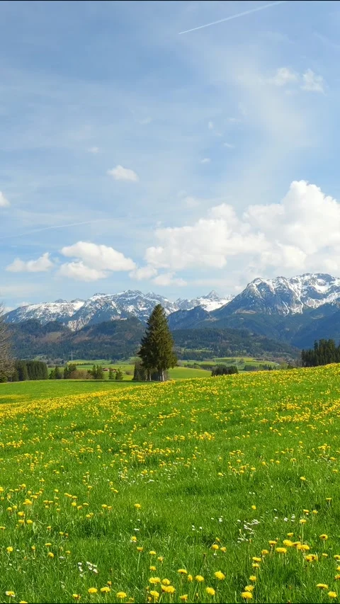 Timelapse of Vibrant Dandelion Meadows in Spring under a Clear Blue Sky for a Stock Footage 309216360