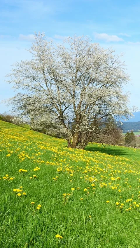 Timelapse of a Vibrant Green Meadow in Spring, Filled with Dandelions and a G Stock Footage 309226904