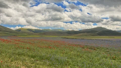 Timelapse video of blooming fields in Italy. Stock Footage 68439463
