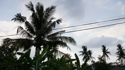 Timelapse video of coconut trees against the sky during windy hours Stock Footage 40725114