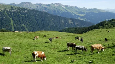 Timelapse video of cows graze on a grassy hillside with the Italian Alps in the Stock Footage 85396966