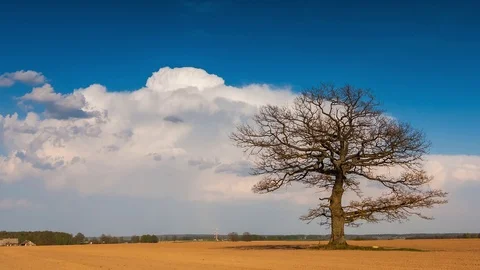 Timelapse video of a oak tree and cumulonimbus clouds Stock Footage 107420418