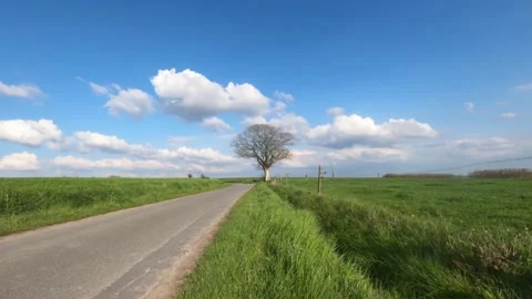 Timelapse video of an old tree standing alone Stock Footage 153356738