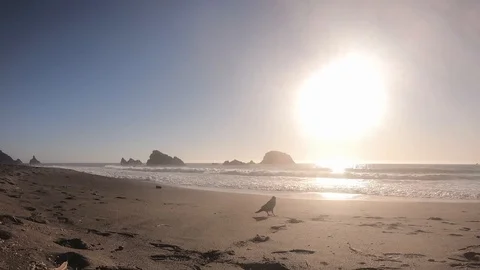 Timelapse video of pigeon going over beach at sunset in California coast, usa Stock Footage 122365959