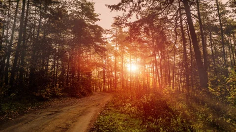 Timelapse video of Sun going through trees in forest during morning Stock Footage 35879407