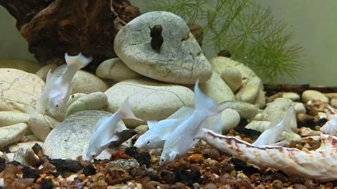 Timelapse Video of Tiny white fish swimming near rocks and shells. Stock Footage 343820253