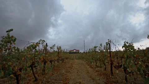 Timelapse video on vineyards in dramatic overcast weather Stock Footage 270069291