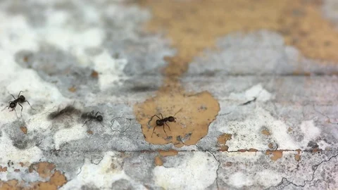 Timelapse view of ants path Stock Footage 69797648