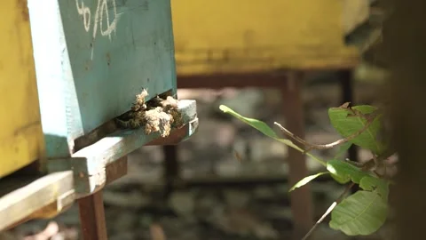 Timelapse view of bees coming in and out Stock Footage 255998266