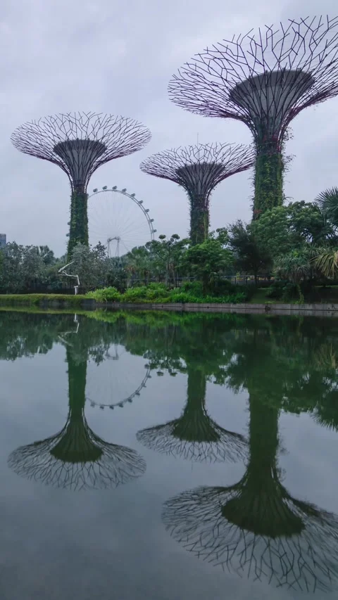 Timelapse view of giant tree in garden by the bay among pond in daytime wit.. Stock Footage 236080615