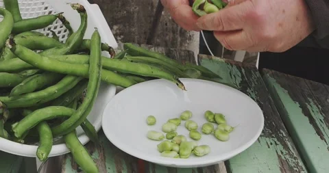 Timelapse view of hands peeling fresh broad beans from their pods and placing Video stock 167797185