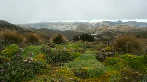 Timelapse view over the Andean paramo with cushion plants in foreground. Vídeo Stock 140439518