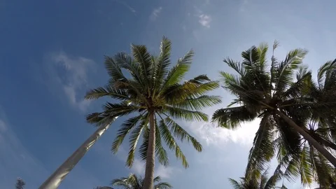 Timelapse view: Palm trees on the sea coast on blue sky background, Karon Beach Stock Footage 71983479