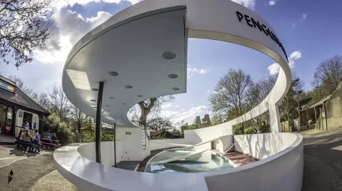 Timelapse view of the penguin pool in the London zoo Stock Footage 62342175