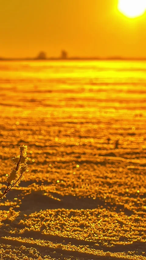 Timelapse view of sun rising over a field with focus on a little plant in Stock Footage 318299418