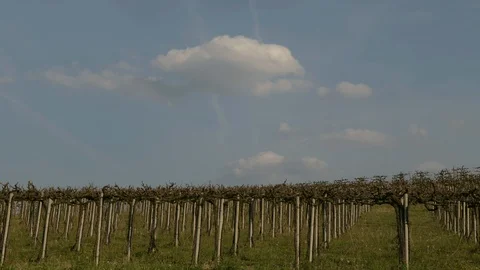 Timelapse view of the vineyards and clouds in the Langhe Piedmont Stock Footage 106574841