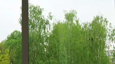 Timelapse view from the window on a tree and sky Stock Footage 155584103