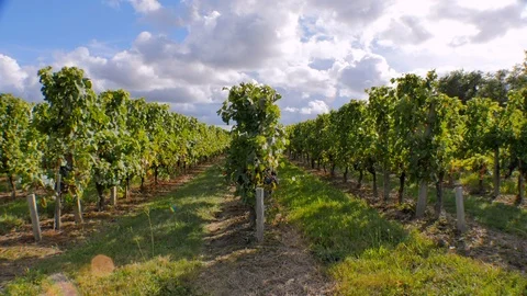 Timelapse Vineyard 4K 03 Video stock 95614635