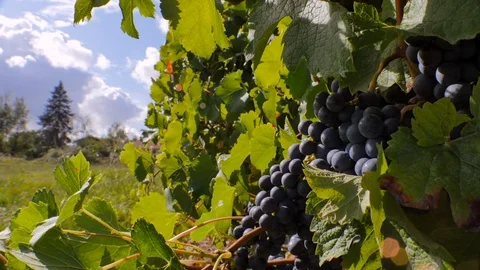 Timelapse Vineyard Close up 4K 01 Stock Footage 94594269