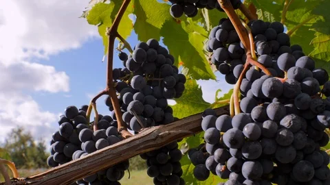 Timelapse Vineyard Close up 4K 02 Stock Footage 95659763