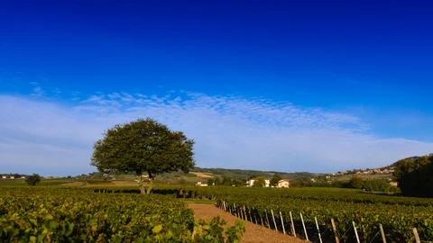 Timelapse of vineyards of Frontenas with a blue sky in Beaujolais land in France Stock Footage 120434045
