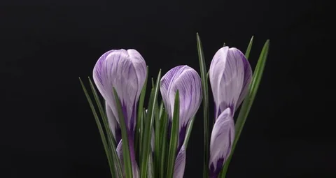 Timelapse of Violet Crocus Flower Blooming and Fading on Black Background Stock Footage 73669426