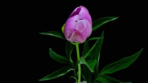 Timelapse of violet peony flower blooming on black background. Blooming peony Stock Footage 197510048