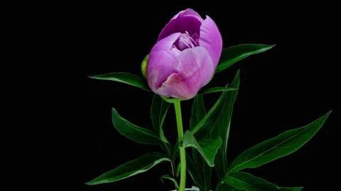 Timelapse of violet peony flower blooming on black background. Blooming peony Stock Footage 201078332