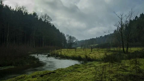 Timelapse Water Forrest Tree Stock Footage 86014072
