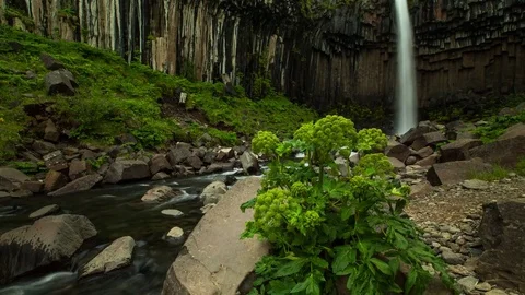 Timelapse of waterfall against basalt columns and Angelica plant Stock Footage 73011636