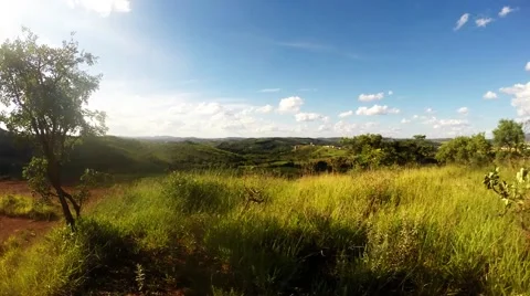Timelapse of Weeds Blowing In the Wind Stock Footage 48964051