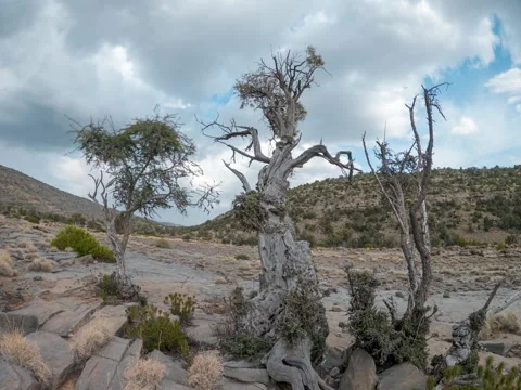 Timelapse of weird trees standing in the mountain in Jabel Sarah. Stock Footage 241818240