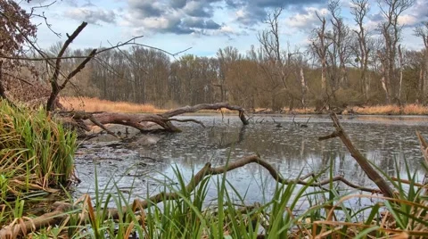 Timelapse with wetlands Stock Footage 67627402