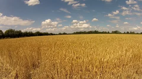 Timelapse - Wheat and Sunlight with blue sky and small clouds Stock Footage 11858279