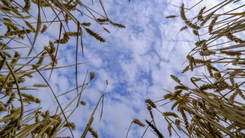 Timelapse of a wheat field Stock Footage
