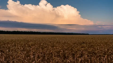 Timelapse of wheat field at sunset. Rural landscape. Stock Footage 246735939